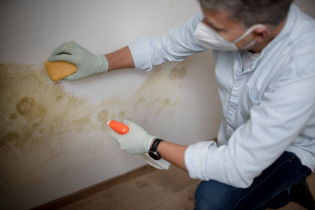 Trusted Norfolk, VA Mold Remediation Experts