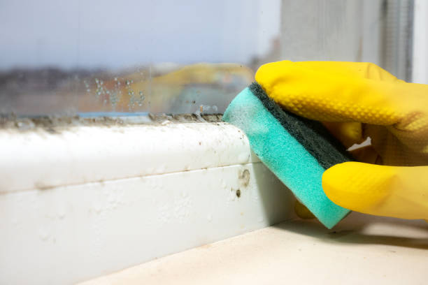 Best Mold Testing and Inspection Services in Norfolk, VA