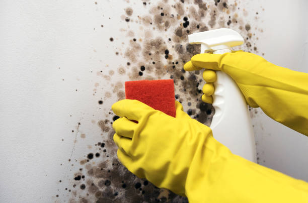 Best Attic Mold Remediation in Norfolk, VA